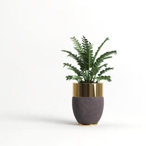 Pot Plant